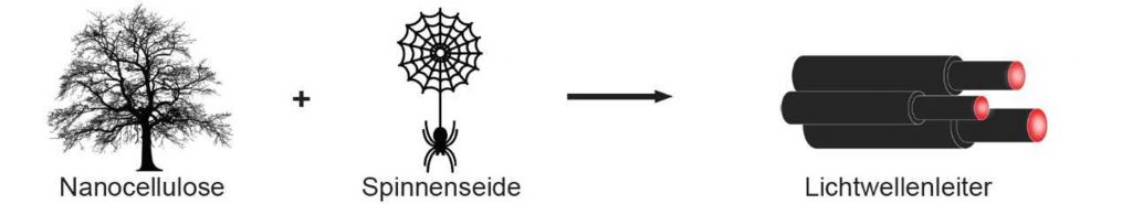 Aus Nanocellulose und Spinnenseide werden Lichtwellenleiter hergestellt